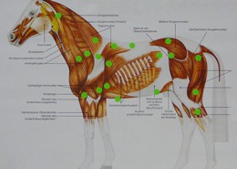 Abbildung Triggerpunkte am Pferd