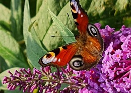 Schmetterling sitzt auf Blume Symbolbild