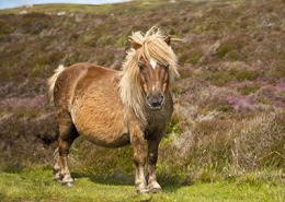 Ein dickes Pony mit sichtbaren Problemen des Fellwechsels