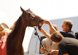 Tierarzt Dr. Markus Aschenbrenner begutachtet das Gebiss eines Pferdes