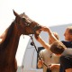 Tierarzt Dr. Markus Aschenbrenner begutachtet das Gebiss eines Pferdes